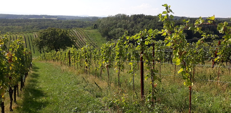 Weninger new Furmint resized